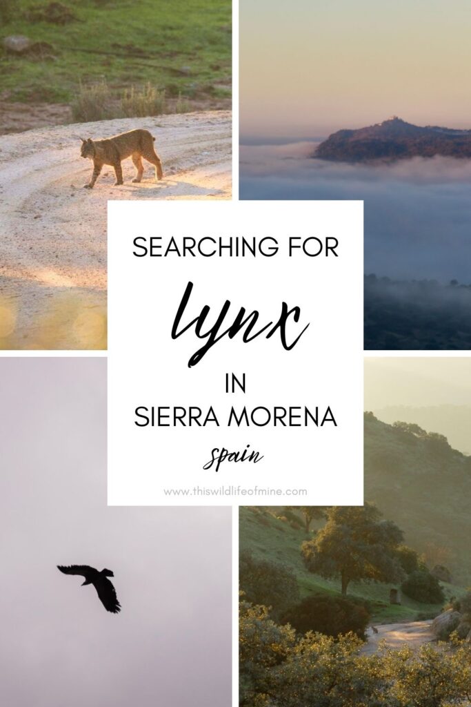 Where to find Iberian lynx in Sierra Morena, Spain