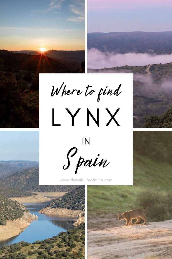 Where to find Iberian lynx in Sierra Morena, Spain