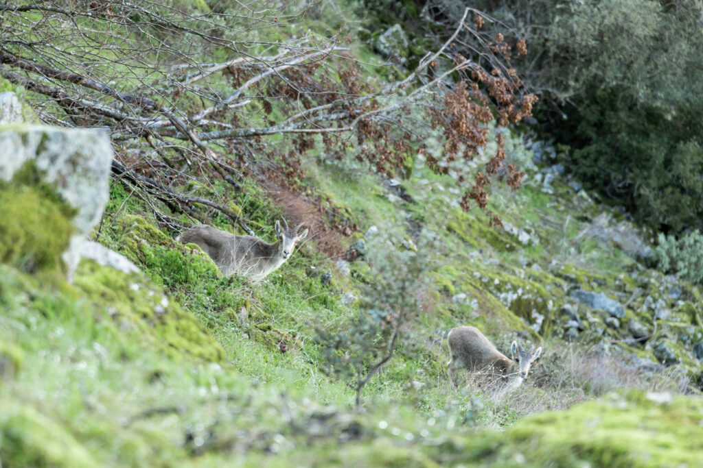 Ibex on a grassy slope in Sierra de Andújar, Spain