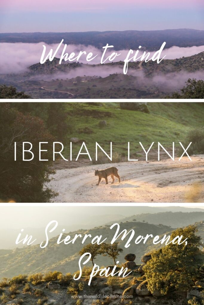 Where to find Iberian lynx in Sierra Morena, Spain