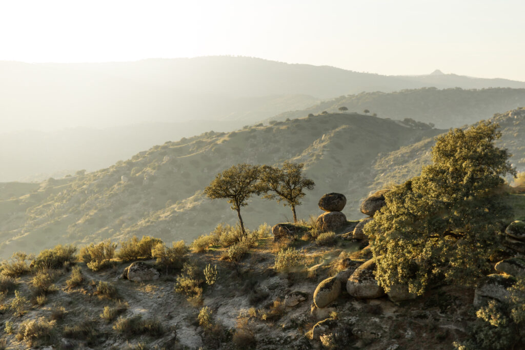 Golden light behind two trees prominent on a rocky hill