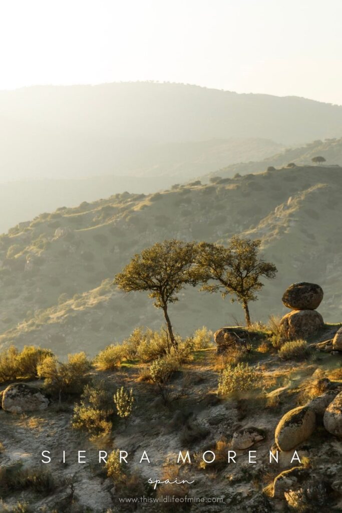 Where to find Iberian lynx in Sierra Morena, Spain