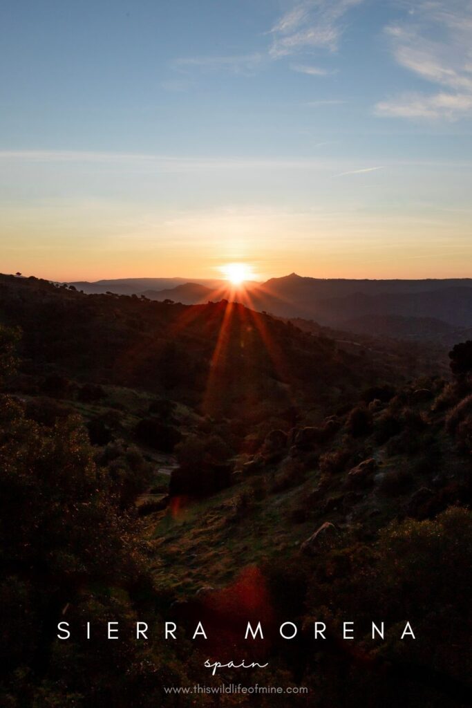 Where to find Iberian lynx in Sierra Morena, Spain