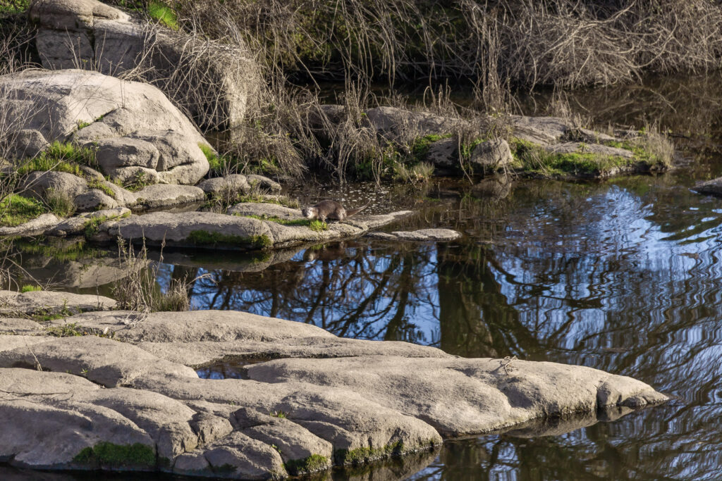 An otter sits on a rocky bank by a river