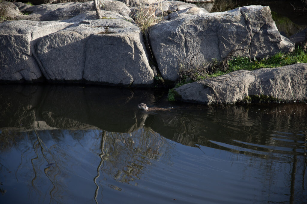 An otter swims through the river in Sierra de Andújar, SPain
