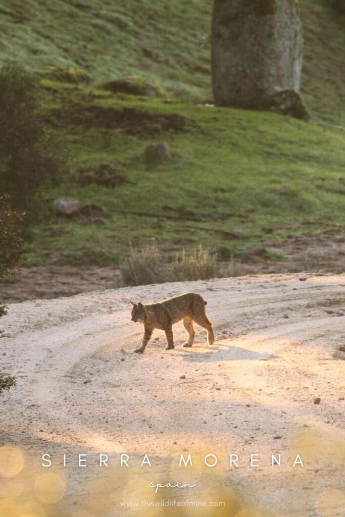Where to find Iberian lynx in Sierra Morena, Spain
