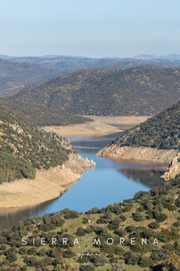 Where to find Iberian lynx in Sierra Morena, Spain