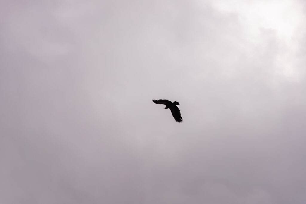 A flying vulture silhouetted against a cloudy sky