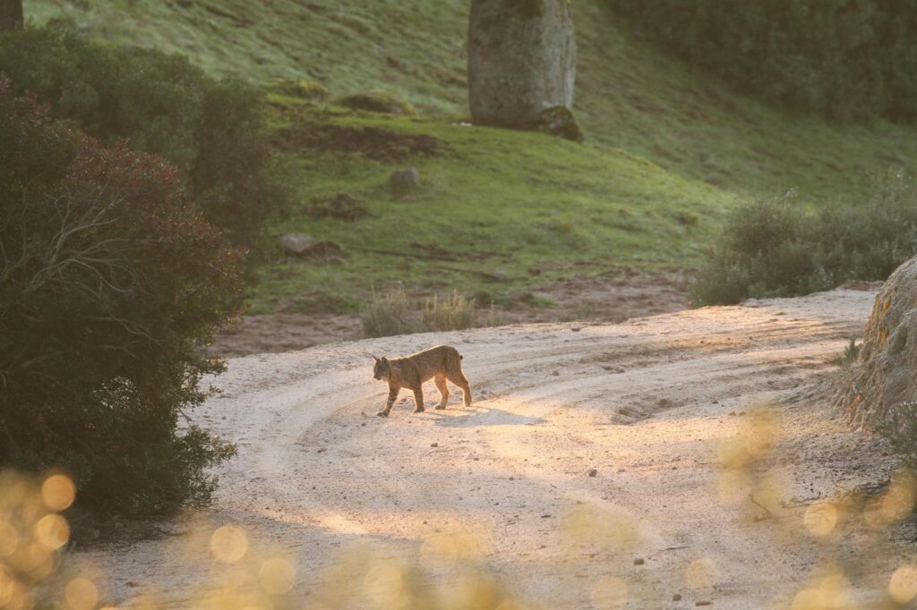 An Iberian lynx walks across a sand road in Sierra Morena, Spain