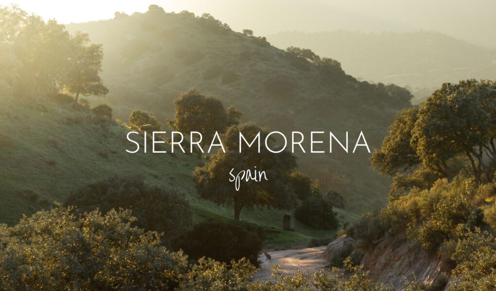 Searching for lynx in the Sierra Morena region of Spain