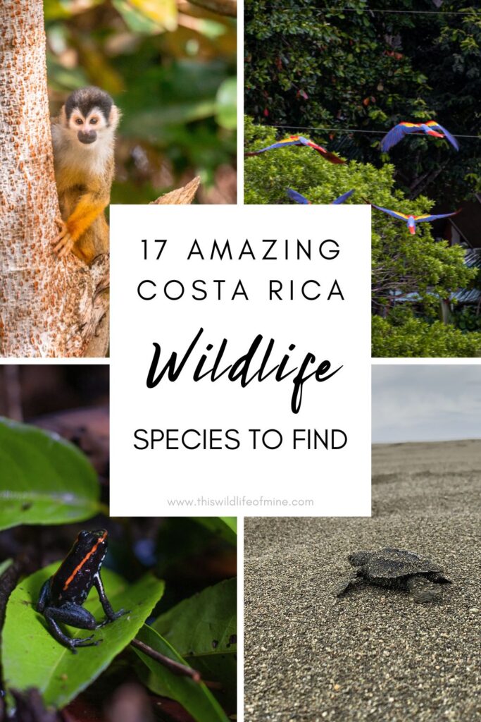 Your Costa Rica wildlife bucket list - 17 incredible species to look for