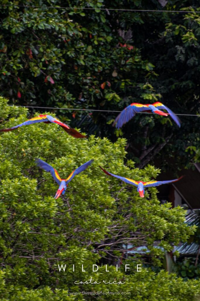 Your Costa Rica wildlife bucket list - 17 incredible species to look for