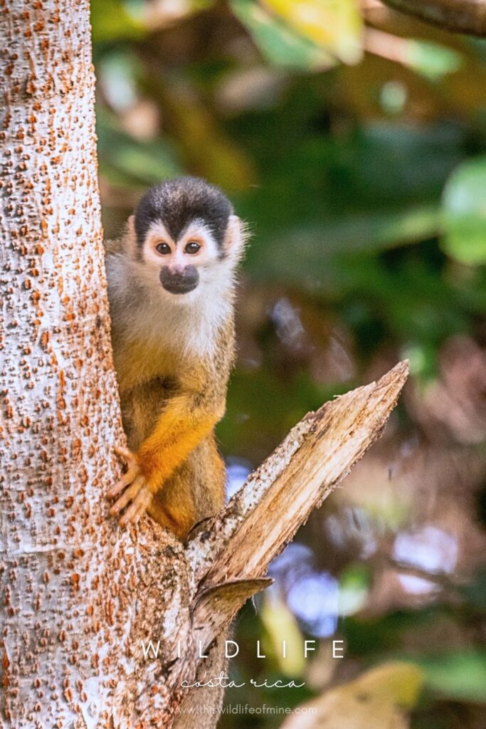 Your Costa Rica wildlife bucket list - 17 incredible species to look for