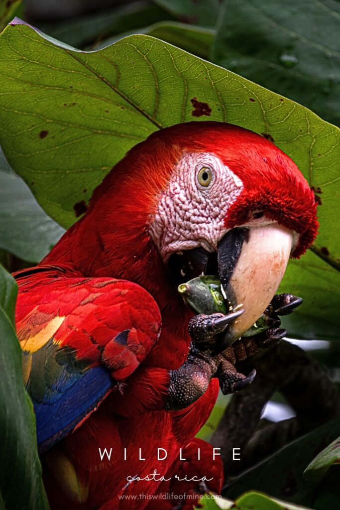 Your Costa Rica wildlife bucket list - 17 incredible species to look for