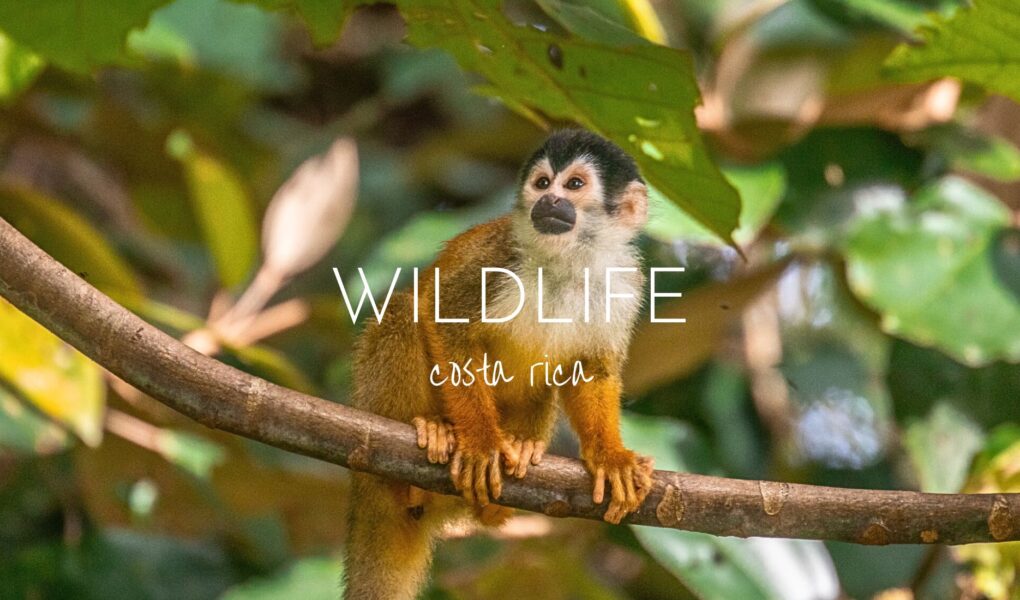 Your Costa Rica wildlife bucket list - 17 amazing species to look out for