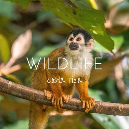 Your Costa Rica wildlife bucket list - 17 amazing species to look out for