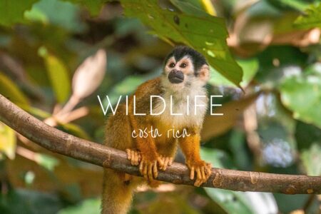 Your Costa Rica wildlife bucket list - 17 amazing species to look out for