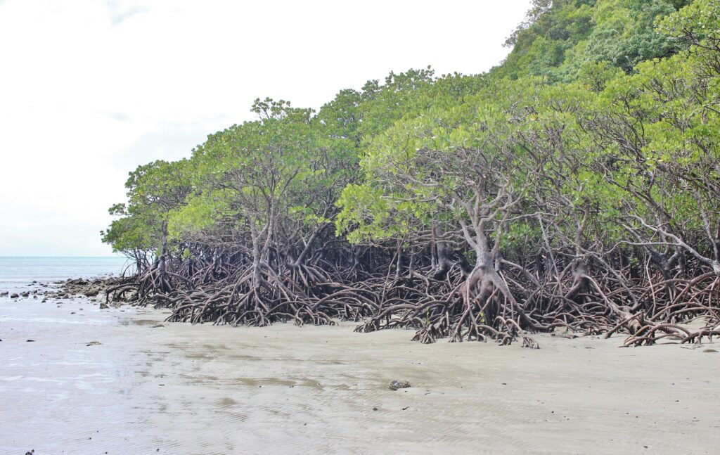 Mangroves at the edge of a beach