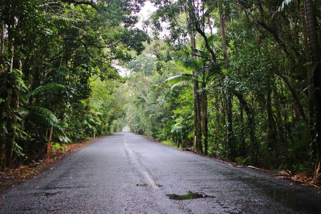 An empty road through dense rainforest