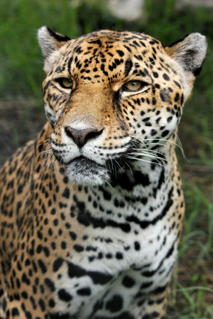 Close up of a jaguar