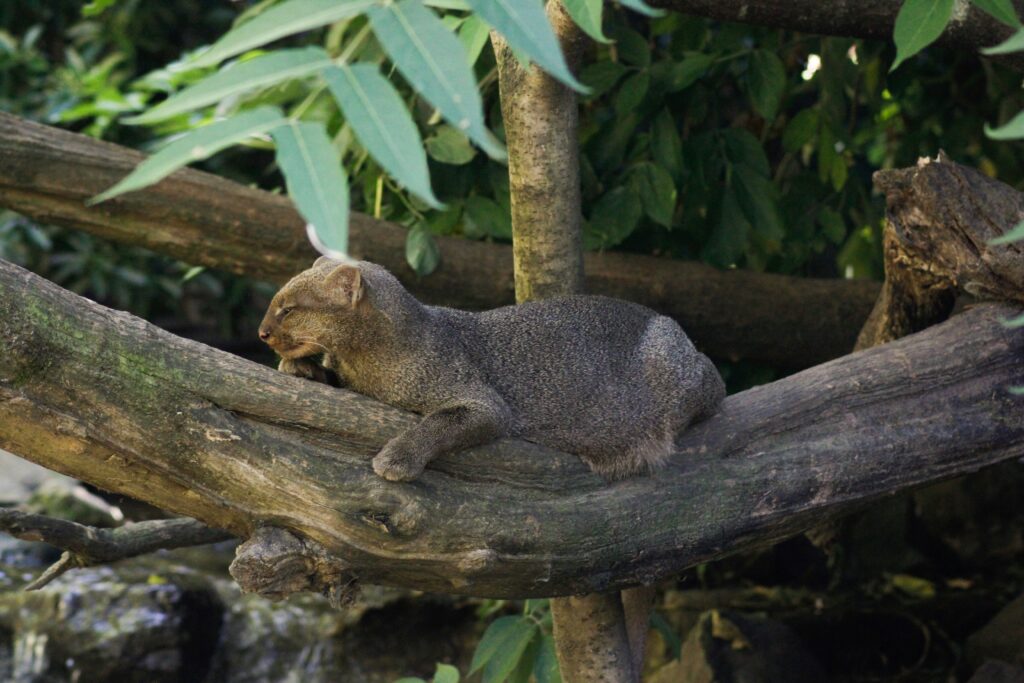 A jaguarundi lying on a branch surrounded by leaves