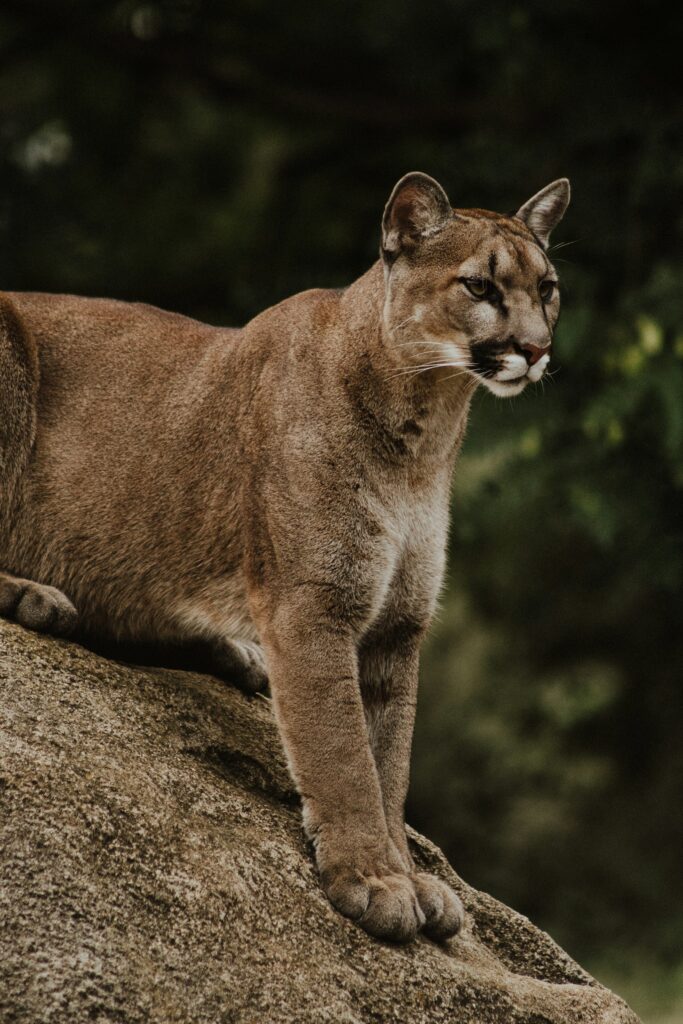 A puma standing in a forest