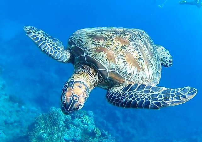 A green turtle swimming underwater