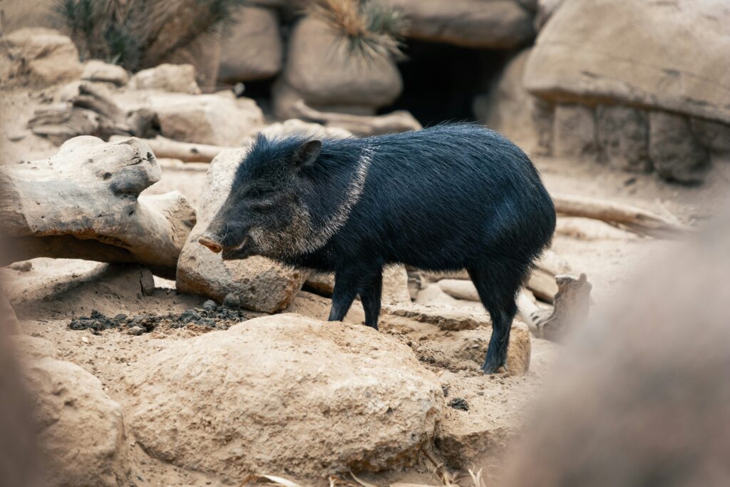 A collared peccary, a pig-like animal with black hair and a white stripe around the neck