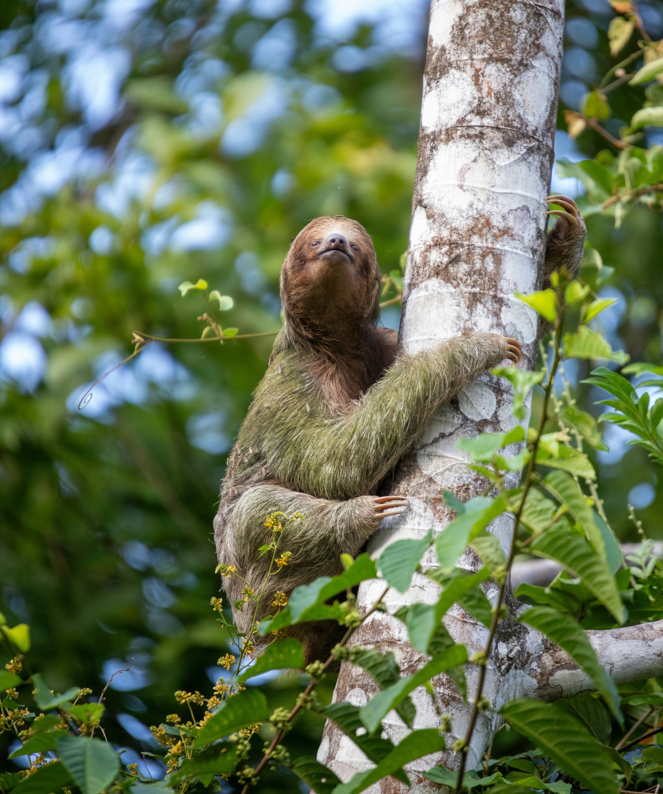 A sloth climbing a tree trunk in a forest