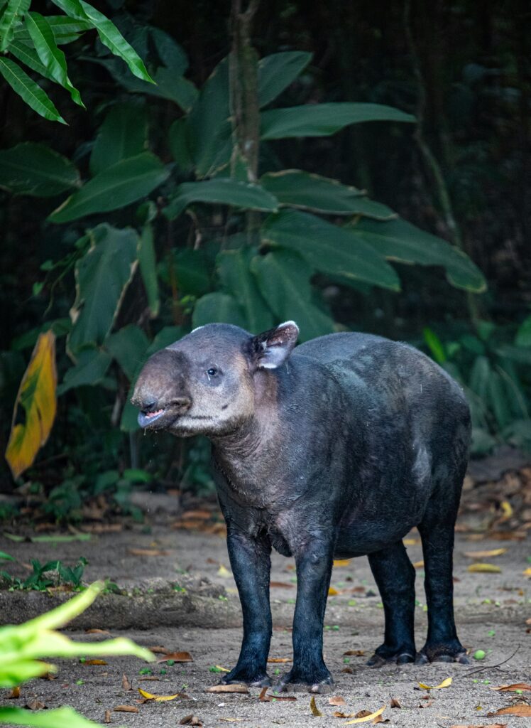A tapir in the Costa Rica jungle