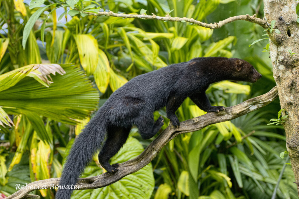 A tayra walking along a thin branch in a forest