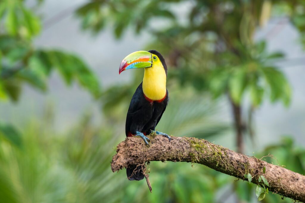 A toucan with yellow chest and multi-coloured beak sits on a branch in a forest